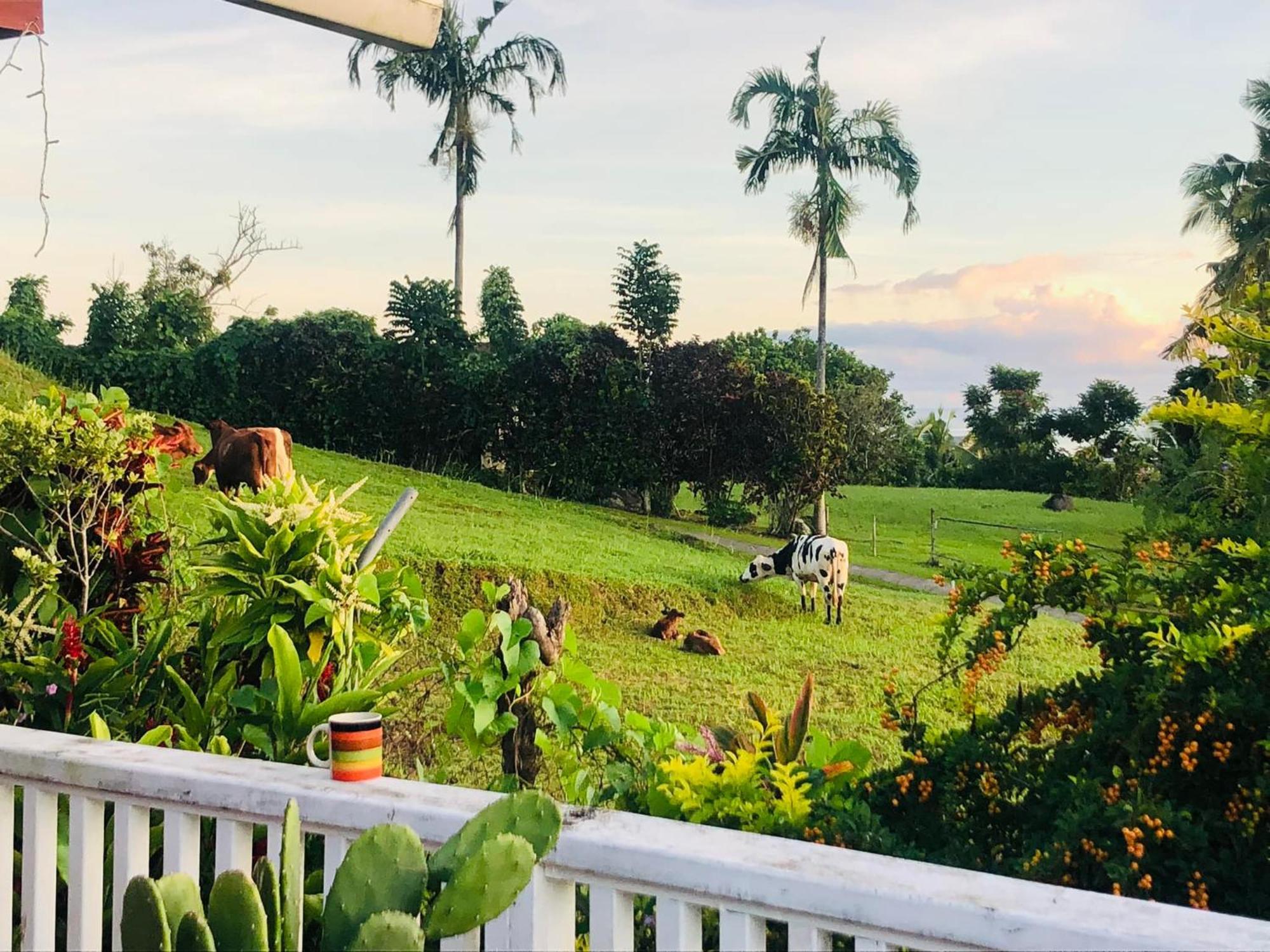 Apaula Heights Lounge Bed & Breakfast Apia Dış mekan fotoğraf